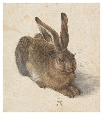Albrecht Dûrer - Hare